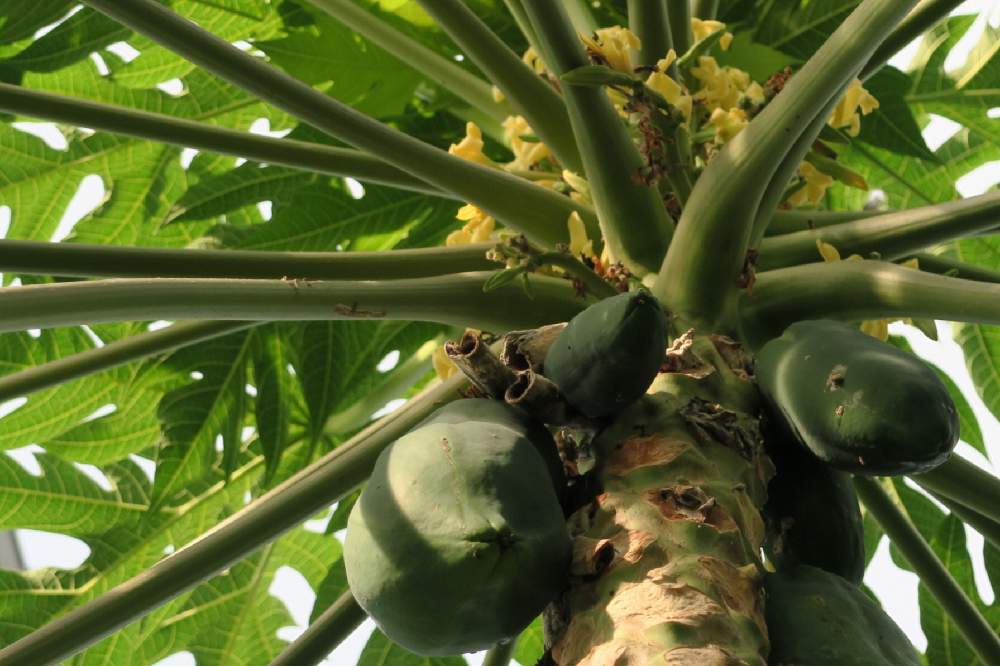 パパイア パパイヤ の育て方 種まきの方法は 鉢植え栽培もできる Greensnap グリーンスナップ