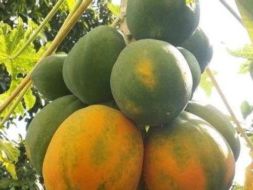 パパイア パパイヤ の育て方 種まきの方法は 鉢植え栽培もできる Greensnap グリーンスナップ パパイア パパイヤ の育て方 種まきの方法は 鉢植え栽培もできる Greensnap グリーンスナップ