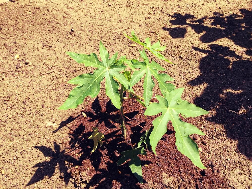 パパイヤ　地植え　若葉
