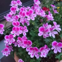 ペラルゴニウムの育て方｜植え付け時期や剪定方法は？の画像