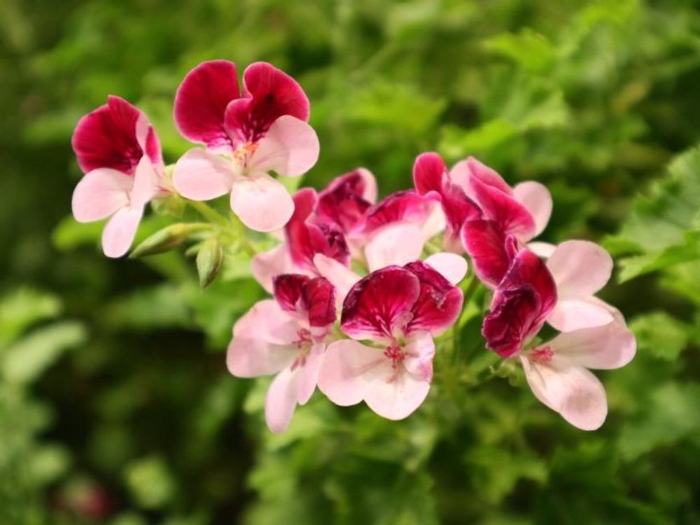 ペラルゴニウム　紅白の花