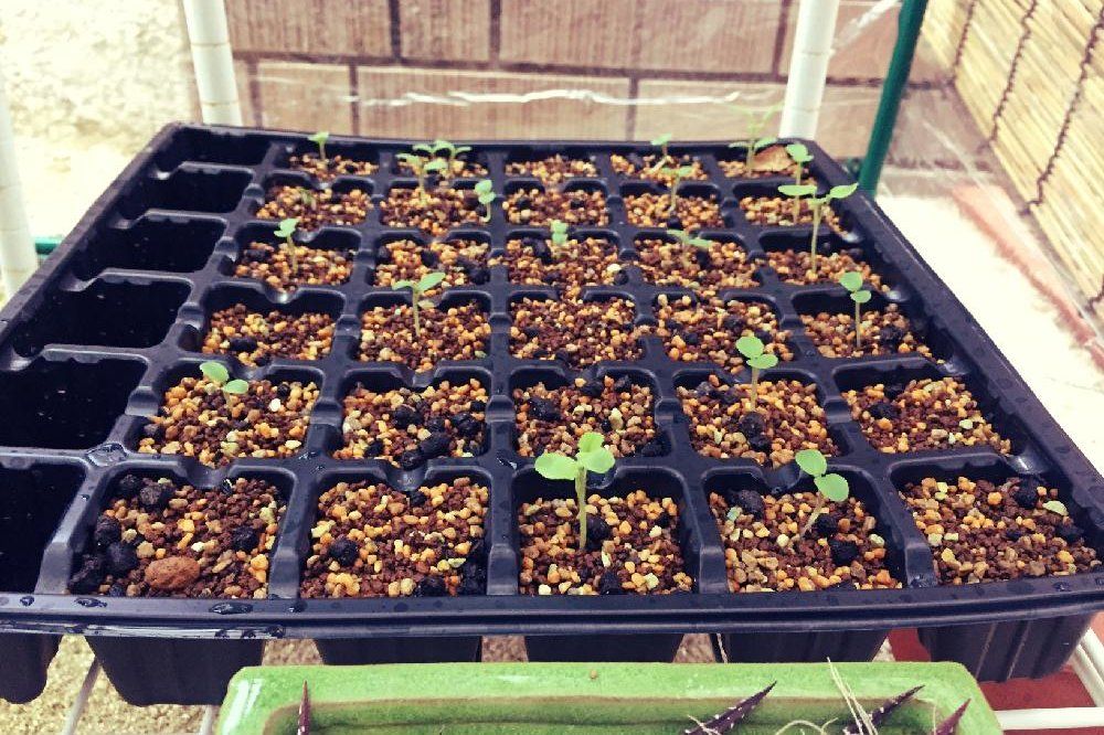 ペラルゴニウム　ポッド　株