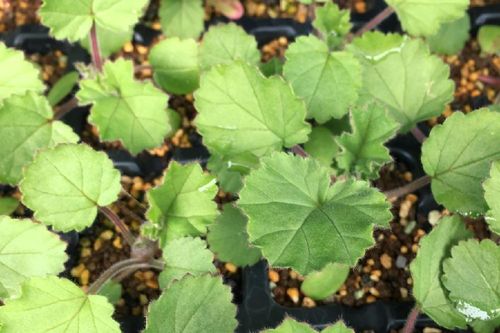 ペラルゴニウムの育て方 植え付け時期や剪定方法は Greensnap グリーンスナップ
