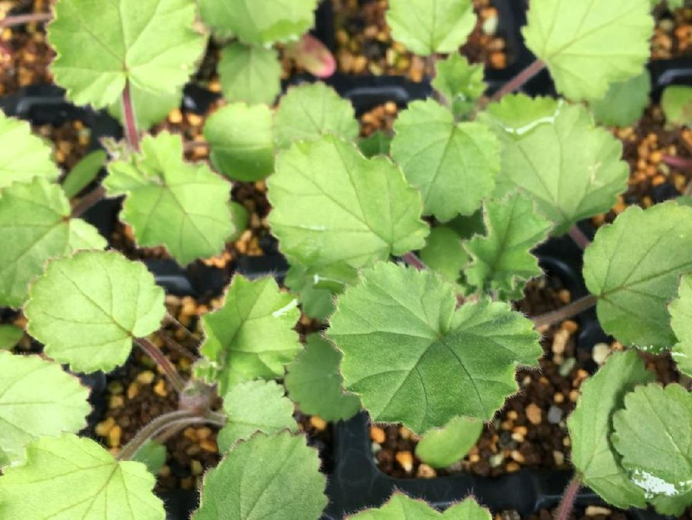 ペラルゴニウム　葉