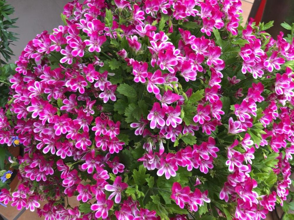 ペラルゴニウム　ピンク色の花