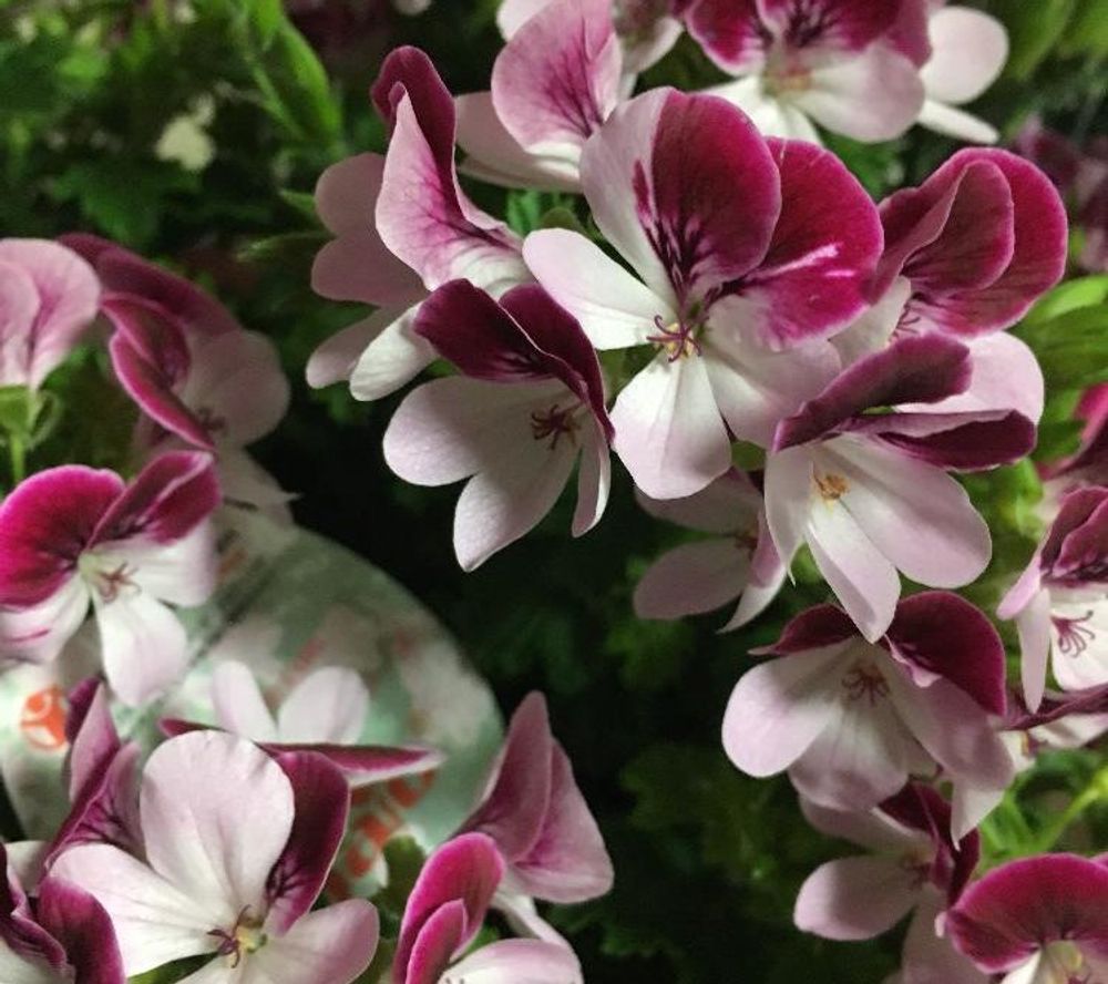 ペラルゴニウム　紅白の花