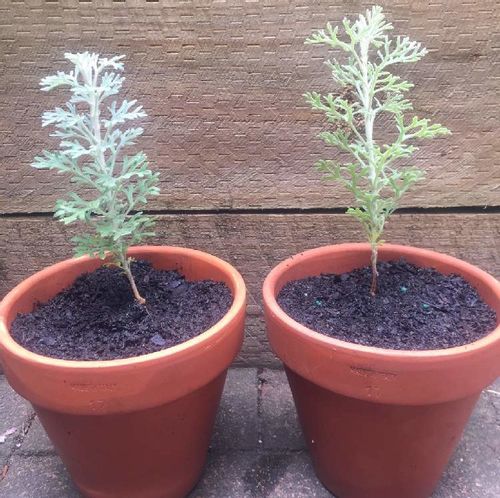 フランネルフラワーの育て方 種まき時期や切り戻し方法は 地植えでも育つ Greensnap グリーンスナップ フランネルフラワーの育て方 種まき時期や切り戻し方法は 地植えでも育つ Greensnap グリーンスナップ