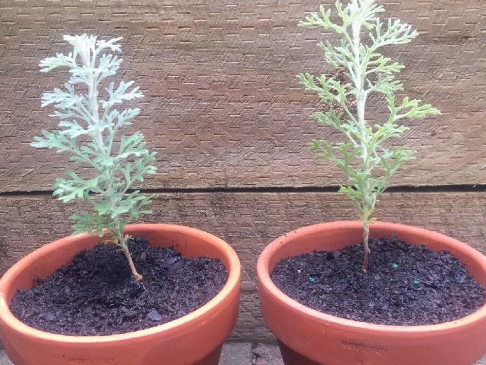 フランネルフラワー　鉢植え　株