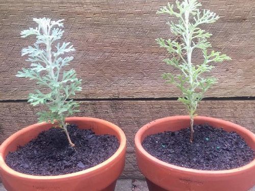 フランネルフラワーの育て方 種まき時期や切り戻し方法は 地植えでも育つ Greensnap グリーンスナップ