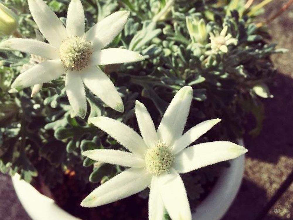 フランネルフラワー　白い花