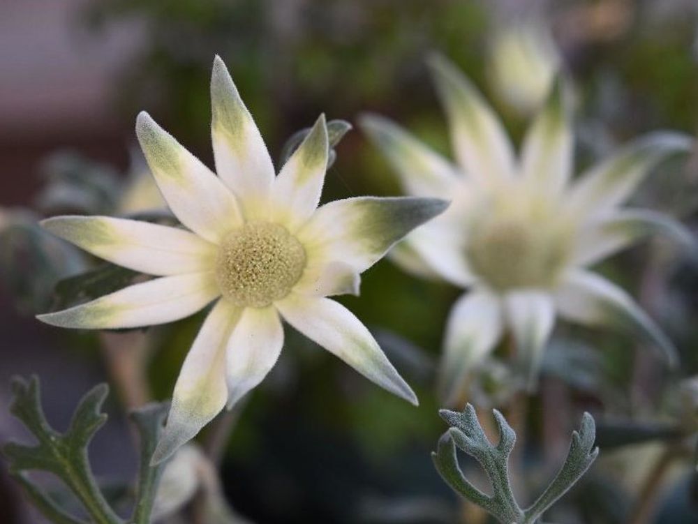 フェアリーホワイト　白い花