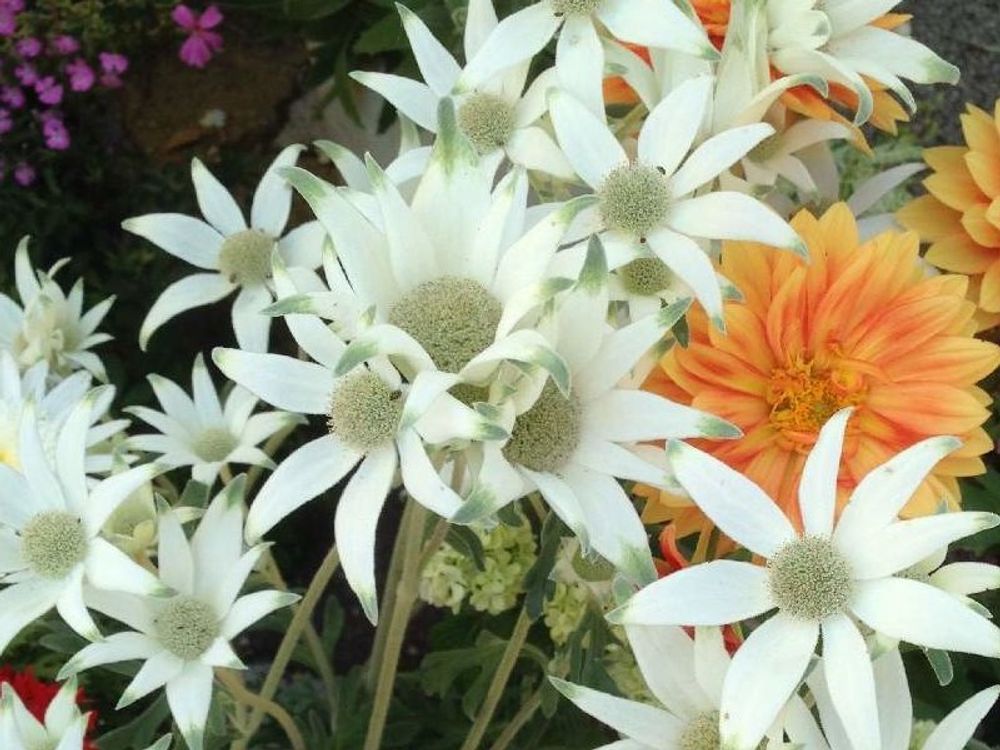 フランネルフラワー　白い花