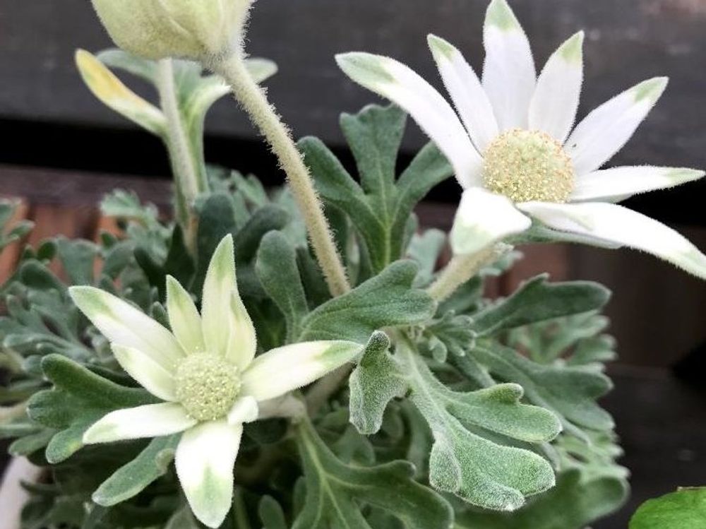 フランネルフラワー　白い花