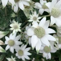 フランネルフラワーの育て方｜種まき時期や切り戻し方法は？地植えでも育つ？の画像