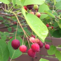 ジューンベリーの育て方｜肥料や植え付けの時期、植え方は？の画像