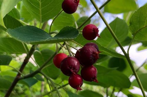 ジューンベリーの育て方 肥料や植え付けの時期 植え方は Greensnap グリーンスナップ