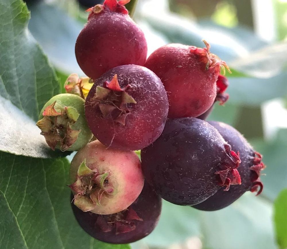 ジューンベリー、photo by mamisaz 