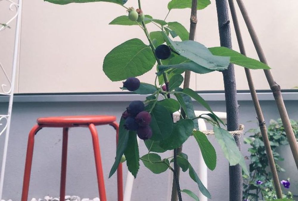 ジューンベリー、photo by boston