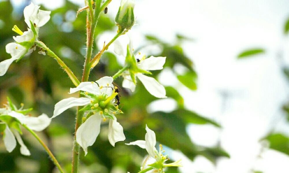 ジューンベリー、photo by miiee