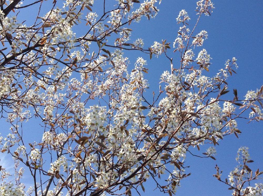 ジューンベリー、photo by clover