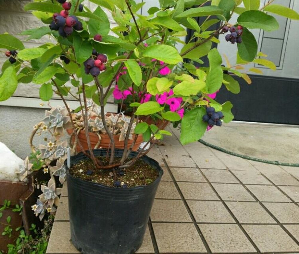 ジューンベリー、photo by るる