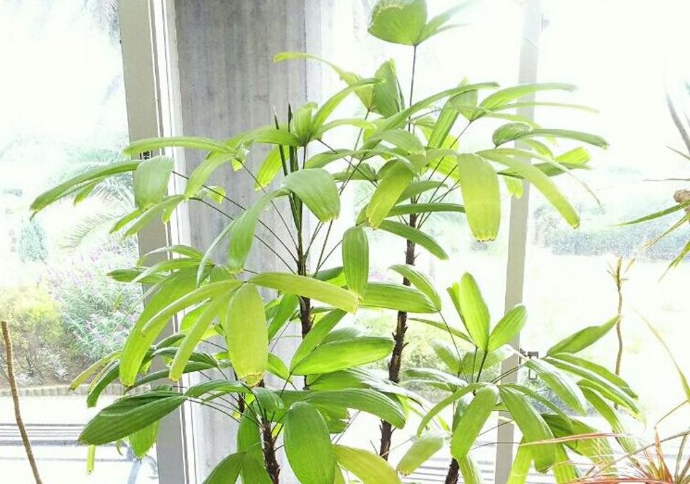 カンノンチク Photo by Dioptase