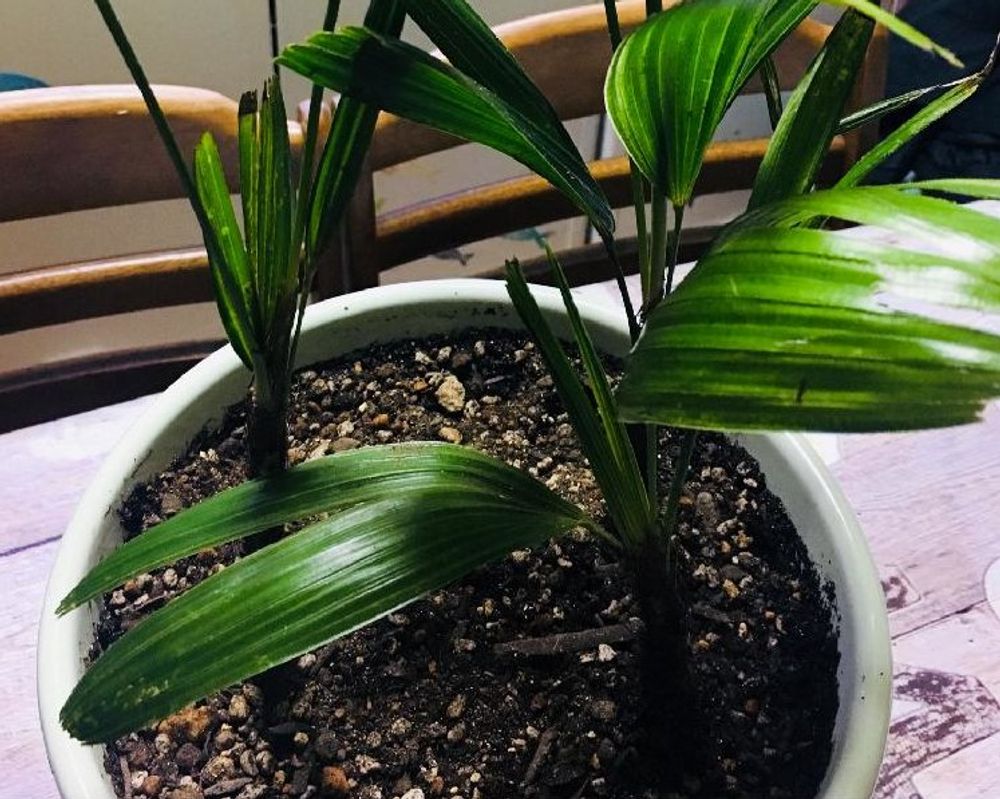 カンノンチク Photo by もこ 