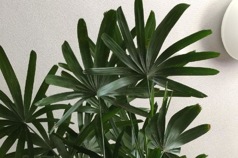 カンノンチク Photo by 京都みやん