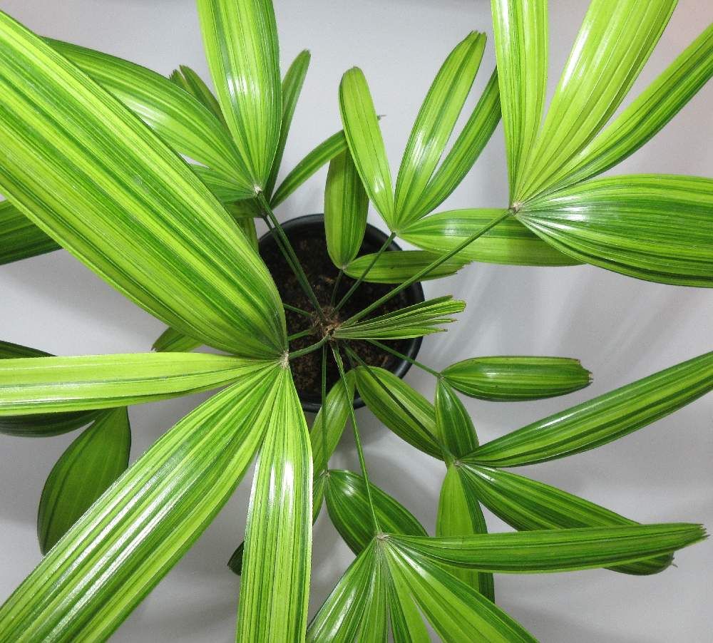 カンノンチク Photo by DRY