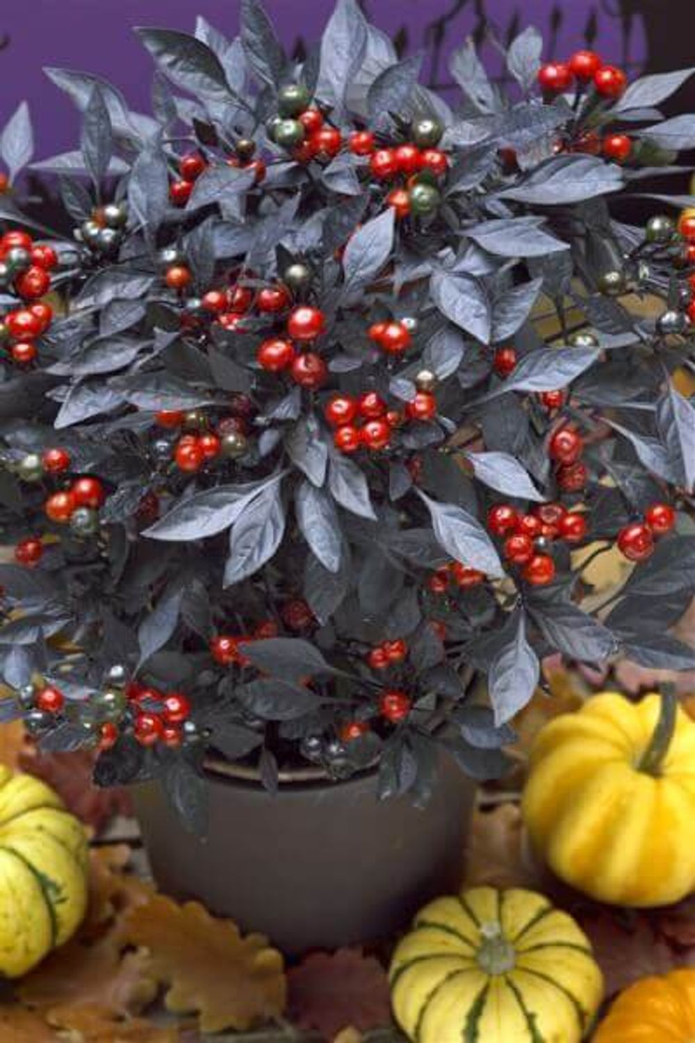 観賞用トウガラシ オニキスレッド