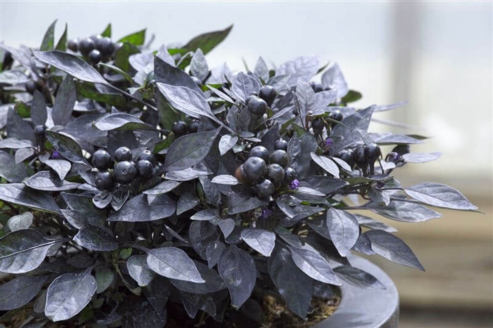 観賞用トウガラシ オニキスレッド