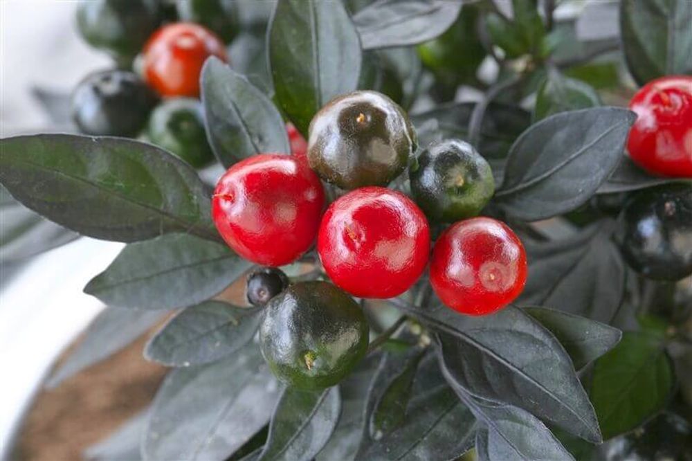 観賞用トウガラシ オニキスレッド