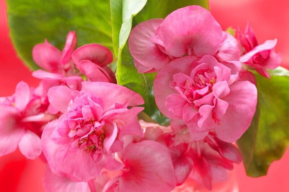 ベゴニア フィオナ