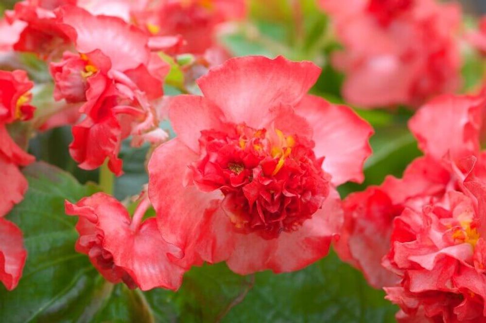 ベゴニア フィオナ