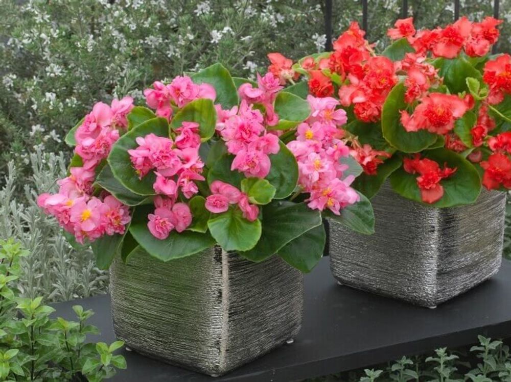 ベゴニア　フィオナ