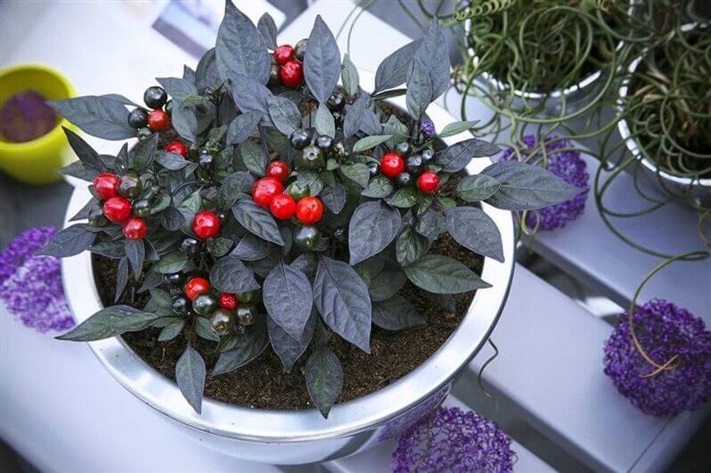 観賞用トウガラシ オニキスレッド