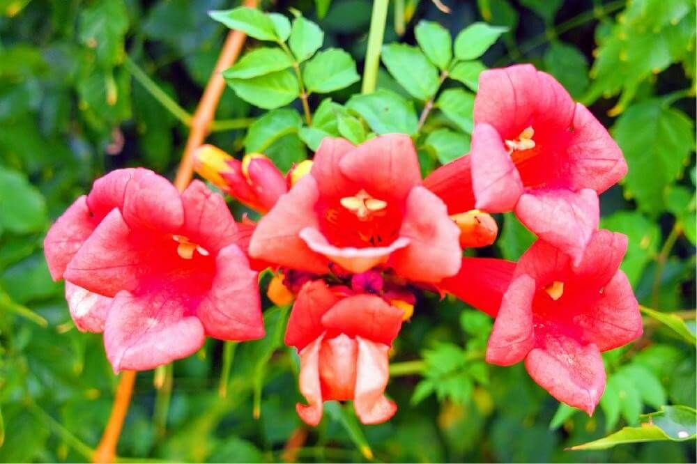 ノウゼンカズラ　photo by 　スターサーフ