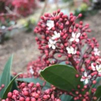 スキミヤ(スキミア)の育て方｜水やりや植え替えの頻度は？の画像