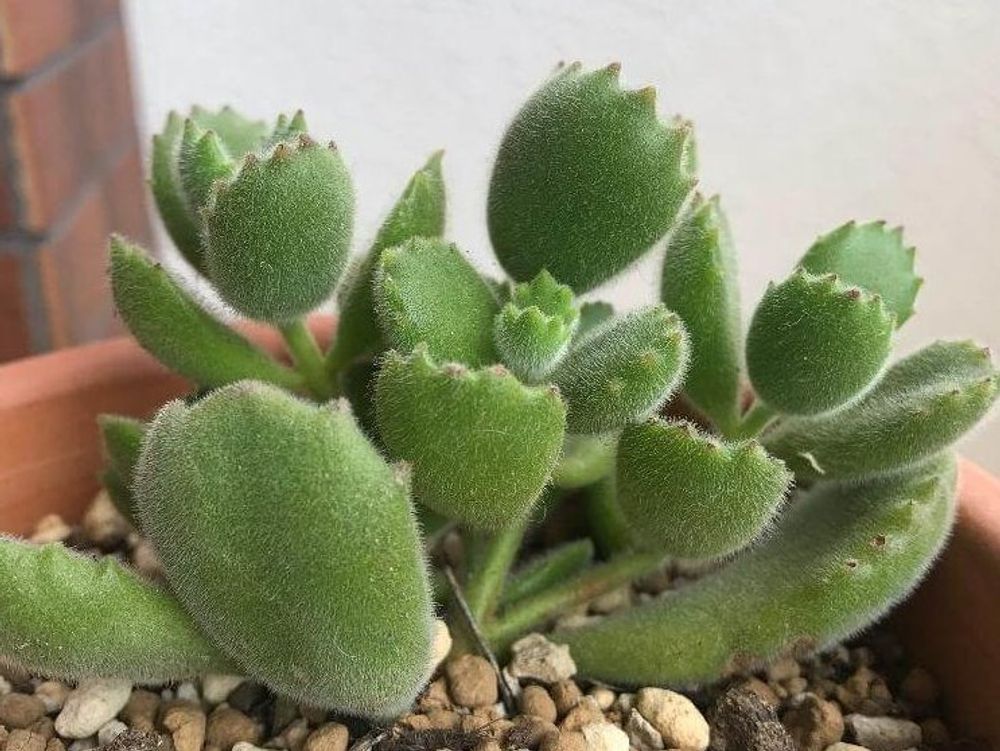 コチレドン　鉢植え　株