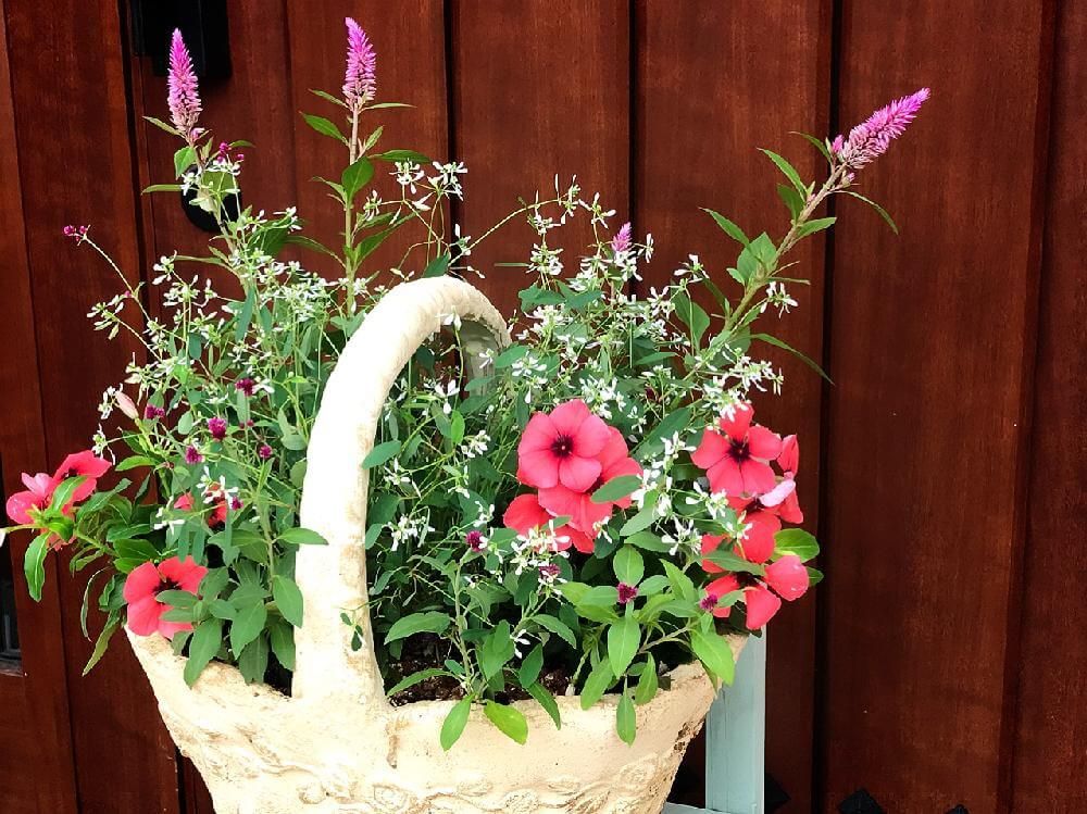 夏の寄せ植え　バスケット
