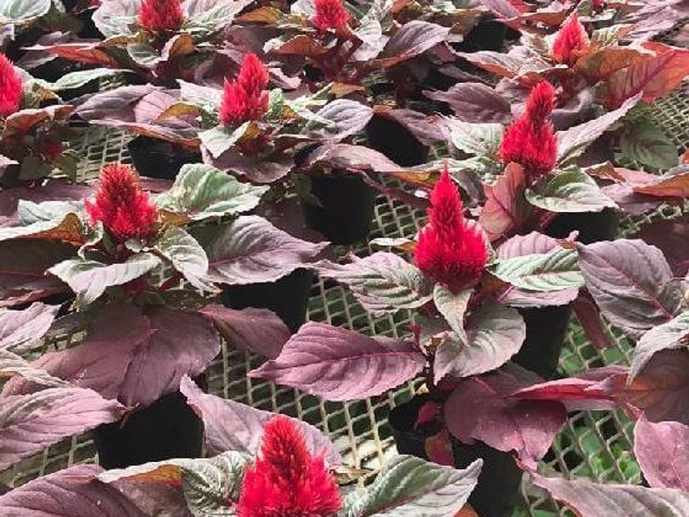 セロシア・スマートルックレッド　赤い花