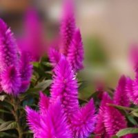 セロシアの育て方｜植え付けや植え替え方法は？の画像