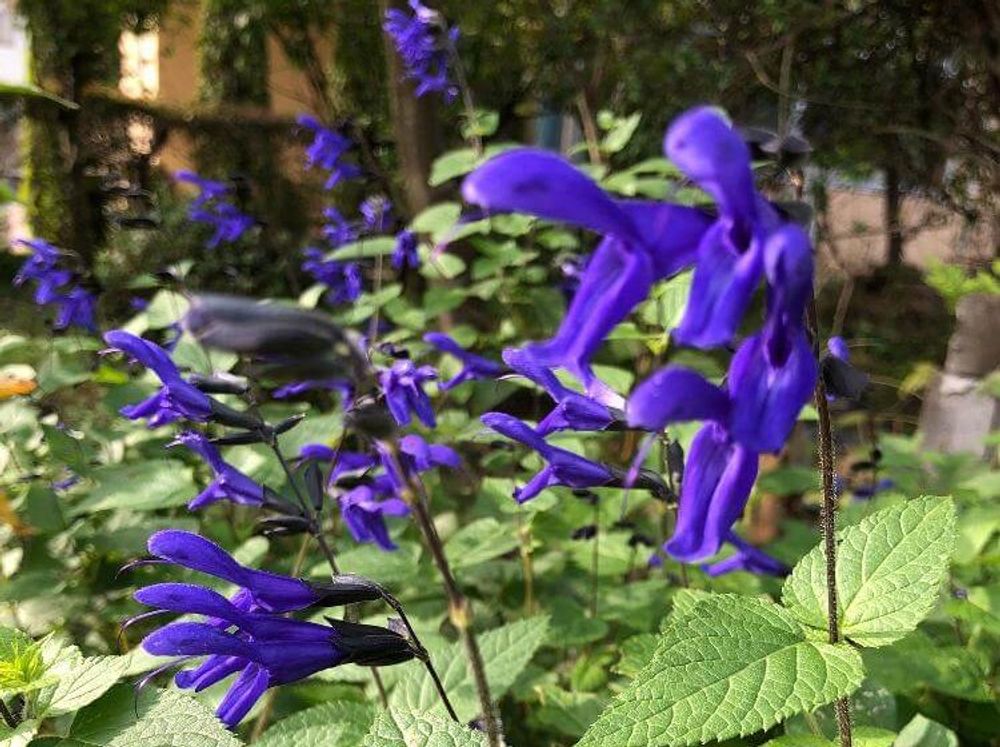 メドーセージ　紫色の花