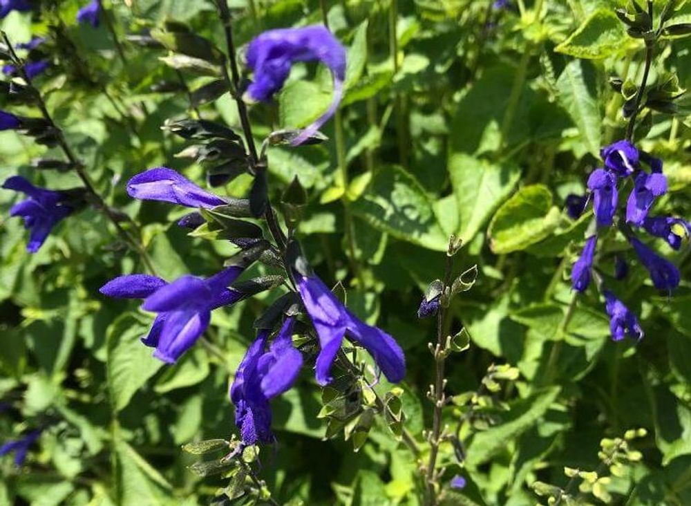 メドーセージ　紫色の花