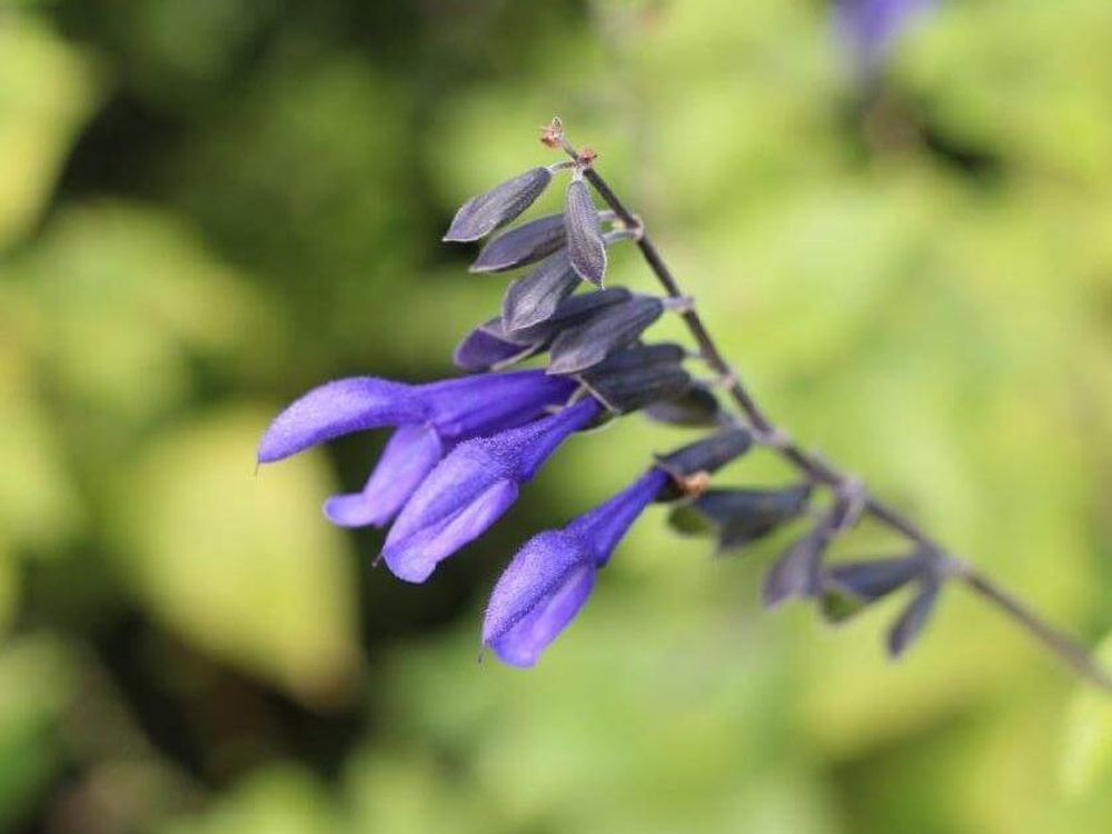 メドーセージ　紫色の花