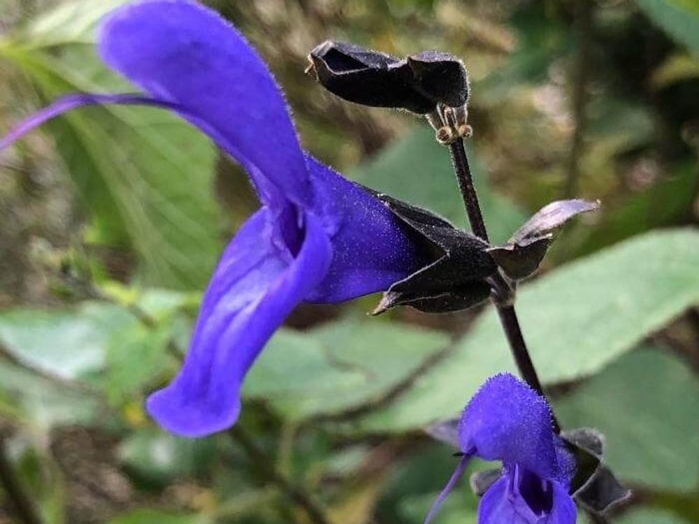 メドーセージ　紫色の花
