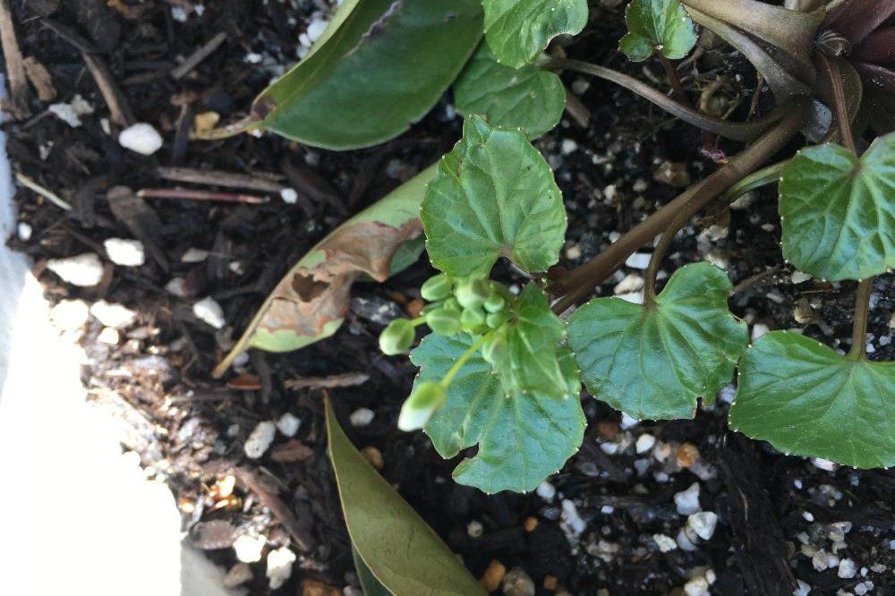 ワサビ Photo by ポポーさん