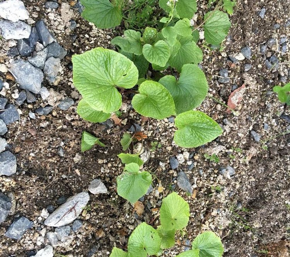 ワサビ Photo by クニさん