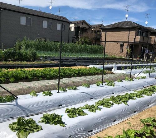 ワサビ 山葵 の育て方 畑や家庭菜園での栽培方法は Greensnap グリーンスナップ