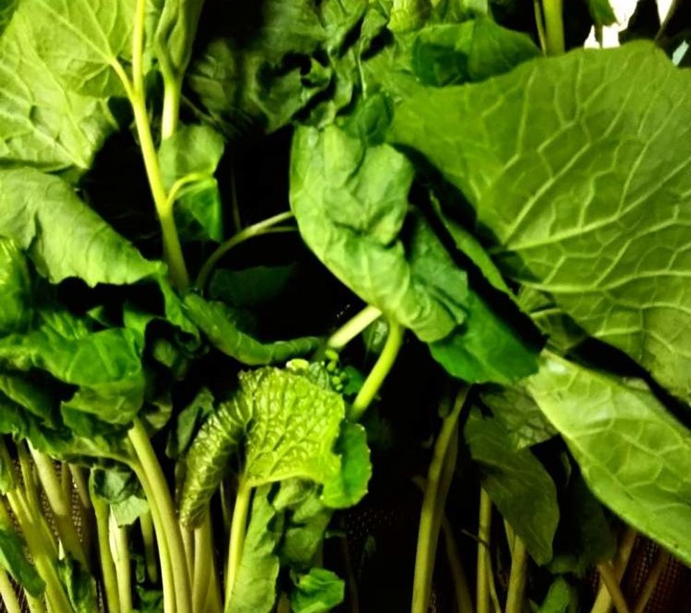 ワサビ Photo by ユキチョコママさん